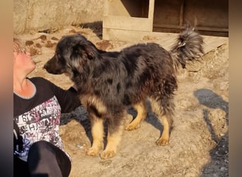 Tijay - treu und neugierig