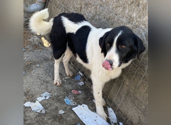 Twister - verträglich und ausgeglichen