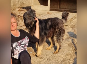 Tijay - wachsam und verschmust