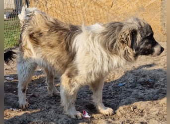 Tequilla - interessiert und neugierig