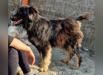 Tijay - wachsam und verschmust