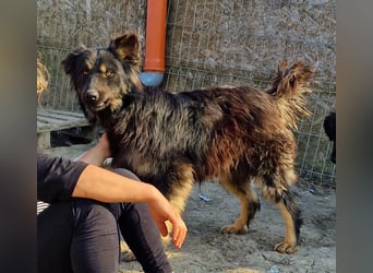 Tijay - wachsam und verschmust