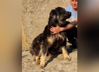 Tijay - wachsam und verschmust