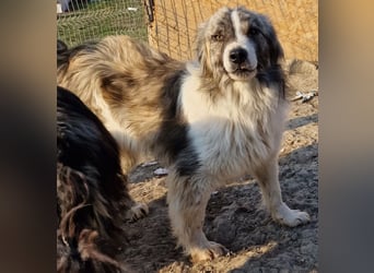 Tequilla - interessiert und neugierig