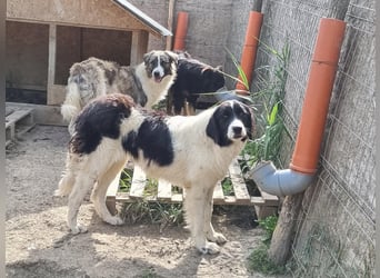 Tequilla - interessiert und verträglich