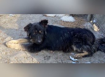 Tijay - treu und neugierig