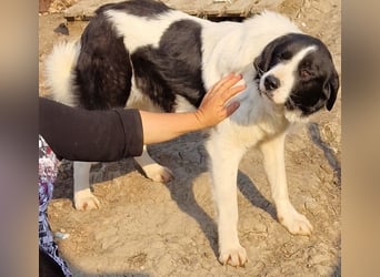 Twister - treu und wachsam