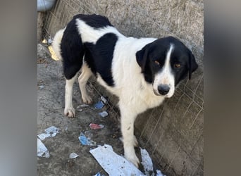 Twister - treu und wachsam