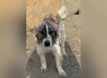 Tequilla - interessiert und neugierig