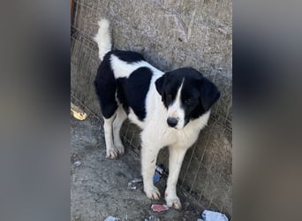 Twister - treu und wachsam