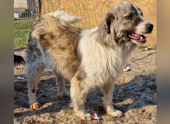 Tequilla - interessiert und verträglich