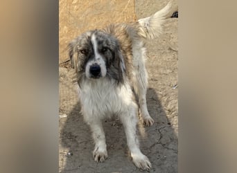 Tequilla - interessiert und neugierig