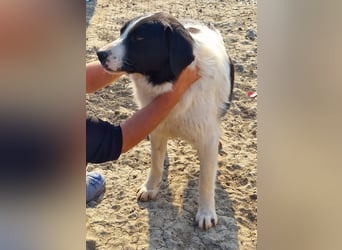 Twister - ruhig und verträglich