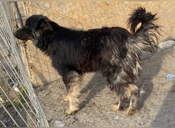 Tijay - wachsam und verschmust