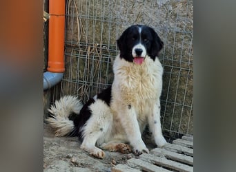 Twister - treu und wachsam