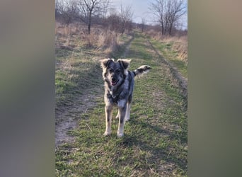 Schüchterne Suki sucht Zuhause als Zweithund