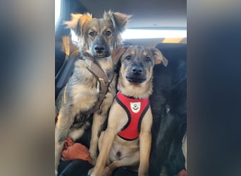 Suki sucht Zuhause als Zweithund