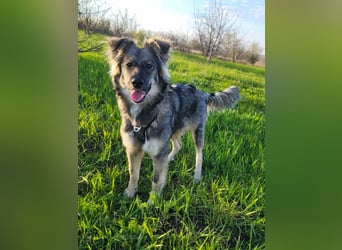 Suki sucht Zuhause als Zweithund