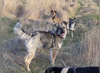 Suki sucht Zuhause als Zweithund