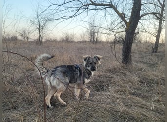 Suki sucht Zuhause als Zweithund