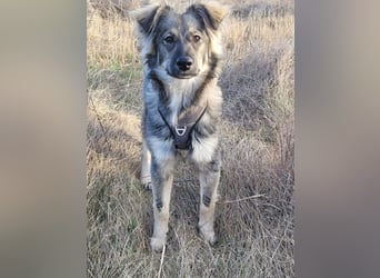 Schüchterne Suki sucht Zuhause als Zweithund