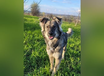 Suki sucht Zuhause als Zweithund