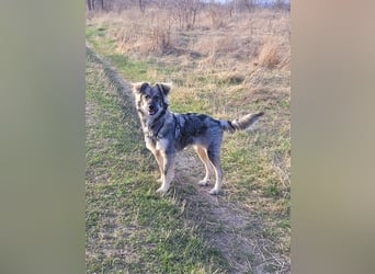 Schüchterne Suki sucht Zuhause als Zweithund