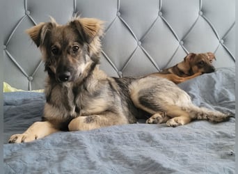 Schüchterne Suki sucht Zuhause als Zweithund