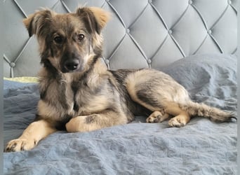 Suki sucht Zuhause als Zweithund