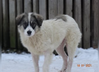 Bärchen - Teenager mit Flausen im Kopf sucht Spielgefährten