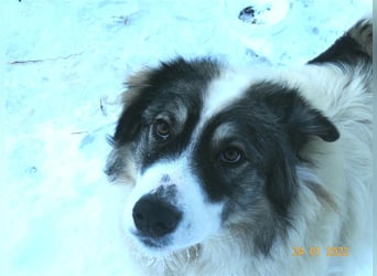Bärchen - Teenager mit Flausen im Kopf sucht Spielgefährten