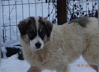 Bärchen - Teenager mit Flausen im Kopf sucht Spielgefährten