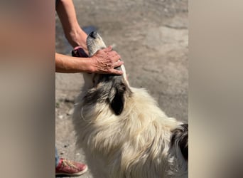 Bärchen - Teenager mit Flausen im Kopf sucht Spielgefährten