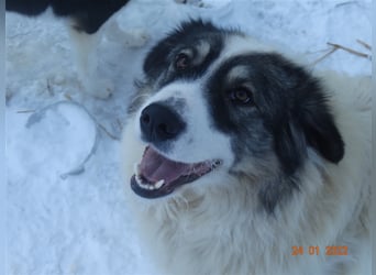 Bärchen - Teenager mit Flausen im Kopf sucht Spielgefährten