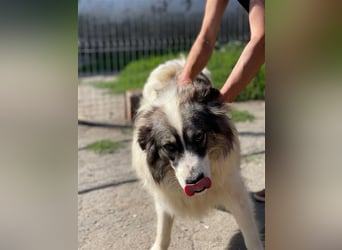 Bärchen - Teenager mit Flausen im Kopf sucht Spielgefährten