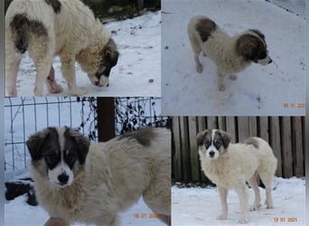 Bärchen - Teenager mit Flausen im Kopf sucht Spielgefährten