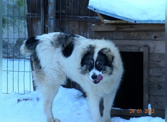 Bärchen - Teenager mit Flausen im Kopf sucht Spielgefährten