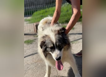 Bärchen - Teenager mit Flausen im Kopf sucht Spielgefährten