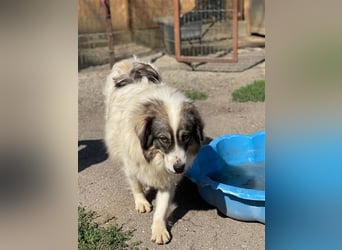 Bärchen - Teenager mit Flausen im Kopf sucht Spielgefährten