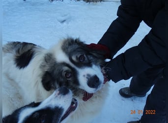 Bärchen - Teenager mit Flausen im Kopf sucht Spielgefährten