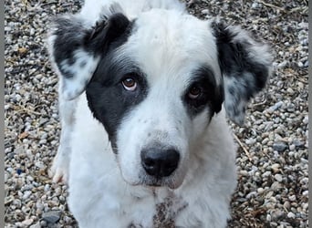 Falco, Ciobanesc Romanesc de Bucovina-Mix, geb. 2019, su. hundeerfahrene Menschen