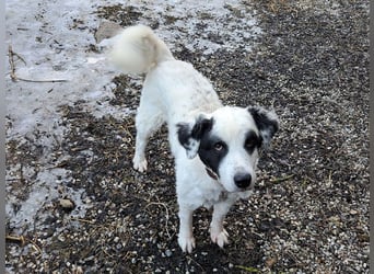 Falco, Ciobanesc Romanesc de Bucovina-Mix, geb. 2019, su. hundeerfahrene Menschen