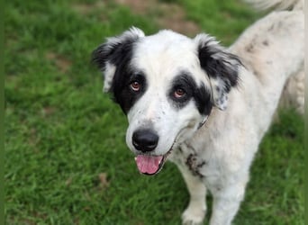 Falco, Ciobanesc Romanesc de Bucovina-Mix, geb. 2019, su. hundeerfahrene Menschen