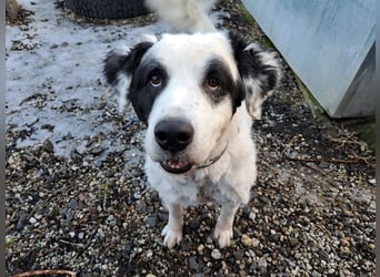 Falco, Ciobanesc Romanesc de Bucovina-Mix, geb. 2019, su. hundeerfahrene Menschen