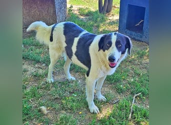 Lady 58 cm geb. 02/2023 ist eine Familienhündin