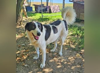 Lady 58 cm geb. 02/2023 ist eine Familienhündin