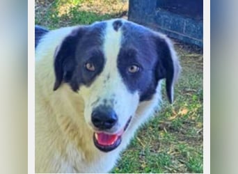 Lady 58 cm geb. 02/2023 ist eine Familienhündin