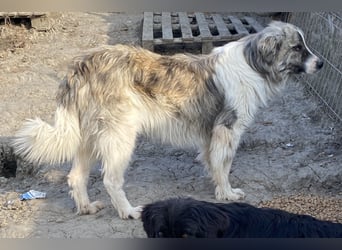 Tequilla - interessiert und wachsam