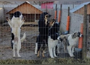 Tequilla - interessiert und wachsam