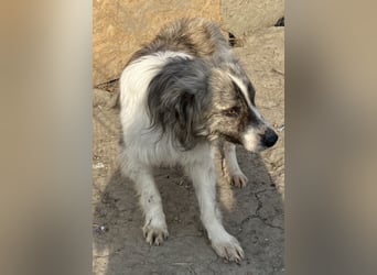 Tequilla - interessiert und wachsam